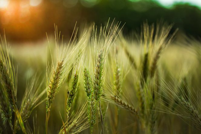 selective-focus-shot-of-some-wheat-in-a-field.jpg